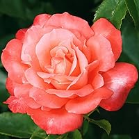 Kordes Rosen Hamburger Deern Edelrose, lachsfarben, 12 x 12 x 40 cm