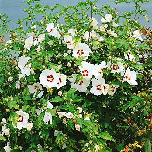 Hibiskus Red Heart zum Stämmchen gezogen rot-weiß blühend, 1 Pflanze - 2