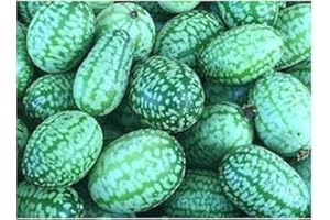 EXOTIC PLANTS Melothria scabra - Cucamelon - 10 graines