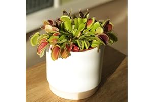 Plant Theory 10cm Dionaea Muscipula Venus Flytrap Carnivore Plant Fly Trap Indoor Plant 8.5cm Pot