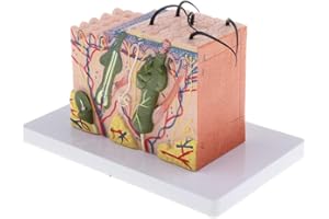 HTYG 35X Modello di Pelle Umana ingrandito-per Anatomia Strumento per l'insegnamento della biologia-Modello Stereo della Pelle Blocco per l'educazione Medica Insegnamento
