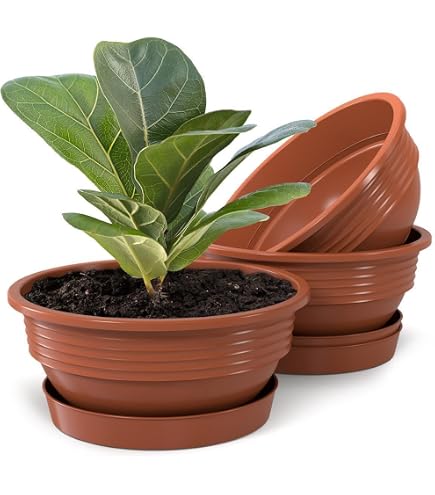 B2S BACK2SEASON Schale 3 Stck ohne Loch Blumentopf D=16,5 cm Made in  Germany Terrakotta 3er Set : Amazon.de: Garten