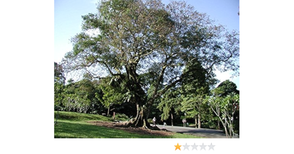 Creative Farmer Tree Plant For Garden Red Sandalwood Tree Seeds For Garden Tree Seeds Garden Pack Amazon In Garden Outdoors