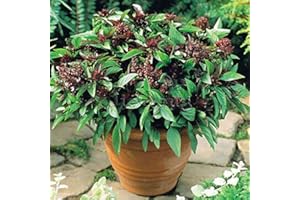 SVI Semillas de albahaca thai "Ocimum basilicum. especias y vegetales orgánicos semillas de albahaca fragante hierba medicinal, semillas de flores-100 pcs 1
