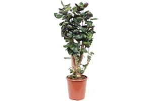 Planta de interior de Botanicly – Aralia – Altura: 100 cm – Polyscias Fabian