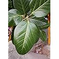 Yazhini Nature Life's Fresh Banyan Tree Leaves/Bar ke Patte/Herbal Medicine/Ayurvedic Dava 21 leaves
