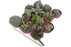 GARDEN CENTER SHOP BY VM Succulentes naturelles de collection 12 variétés différentes 6 cm diamètre pot ...