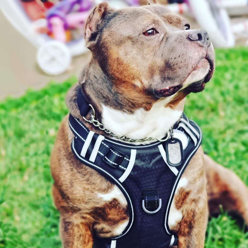holuck dog harness