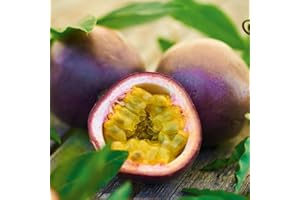 BEDWEN Passiflora plant, ready for The garden. 'Suntropics'. 2L Plant. Passion fruit, passion flower.