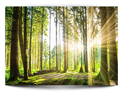 FOTOTAPETE Wald grün – KOMPLETT SET MIT KLEISTER – XXL 400×280 CM PREMIUM VLIES TAPETE – PROFI QUALITÄT (Keine Papiertapete, keine Blasenbildung) – Top moderne Wanddeko – Fototapete 3D Illusion – Riesen Wandbild – Top Design Tapete – Neue exklusvie Edition mit noch besser Druckauflösung – Deutsches Premium Vlies (Kein Import Vlies oder PVC), Schlafzimmer, Wohnzimmer, Kinderzimmer geeignet. FOB0083a84XL - 4