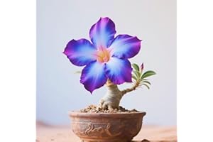 IIEDGE Schnelles Wachstum Seltene Wüstenrose Seltene Wüstenrose Winterhart WüStenrosenknolle Winterhart Schönes Bepflanzen von Staudengärten-1knolle-j