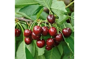 PILLE BAUMSCHULEN Kirschbaum Hedelfinger Riesenkirsche Buschform 120-160 cm Lieferhöhe | Höhe je nach Schnitt bis zu 5-6 Meter