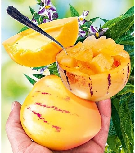 dünger für kulturheidelbeeren Bio Heidelbeer Dünger flüssig 3 L main image 0