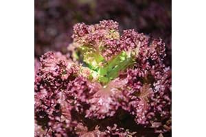 WARMHAND Lettuce Plants 'Red Lollo Rosso' - 6 X Medium Plug Plants.