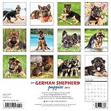 Image de Just German Shepherd Puppies 2017 Calendar