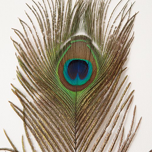 ROSEMARIE SCHULZ® Heidelberg 12 natürliche Pfauenfedern 25-30cm lang – Federn zum Basteln, Schmücken und zur Dekoration - 5