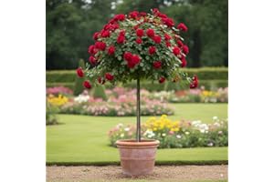 EUROPA GREEN Rosier sur Tige - 120 cm de Hauteur - pour Pots et Pleine Terre - Idéal pour Balcon, terrasse, Petit Jardin (Scarlet)