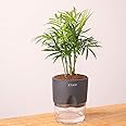 KYARI Chamaedorea palm Indoor Plants for Living Room | Live Plants | Plants with Grey Self Watering Pot for Home | Air purifier plants | Plants for Home Decor | Plants for Garden & bedroom