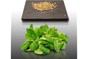 250 graines - MACHE A grosse graine - Valerianella locusta