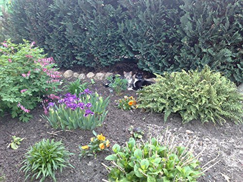 Hornspäne Naturdünger 25 kg - 3