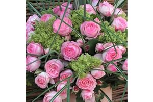 KÖLLE'S BESTE! Kletterrose „Mini Eden Rose®“ - hellrosa blühende Topfrose im 6 L Topf - frisch aus der Gärtnerei - Pflanzen-Kölle Gartenrose