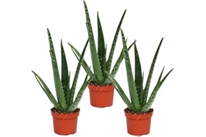 ‎EXOTENHERZ Exotenherz 3er Set - Aloe vera - ca. 2 Jahre alt - 10,5cm Topf