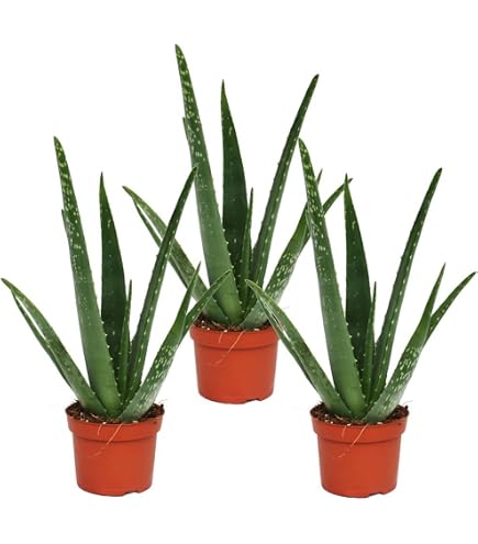 Aloe Vera - 1 pflanze : Amazon.de: Garten