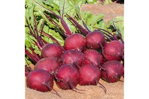 Gardeners Kitchen - Beetroot Plants - 'F1 Pablo' 6 X Medium Plug Vegetable Plants.