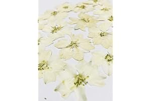 HANDI-KAFU 24 pcs White Larkspur Real Natural Dried Pressed Flowers for Resin Art Craft DIY