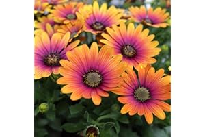 BEDWEN Osteospermum Plants 'Erato Purple Glow'. 2L Plant. Ideal for Pots. Stunning Flowers!