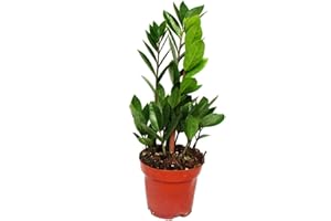 Exotenherz - Palmier Zamio - Zamioculcas zamiifolia - 1 plante - Facile d'entretien - Purifiant l'air - Pot de 12 cm