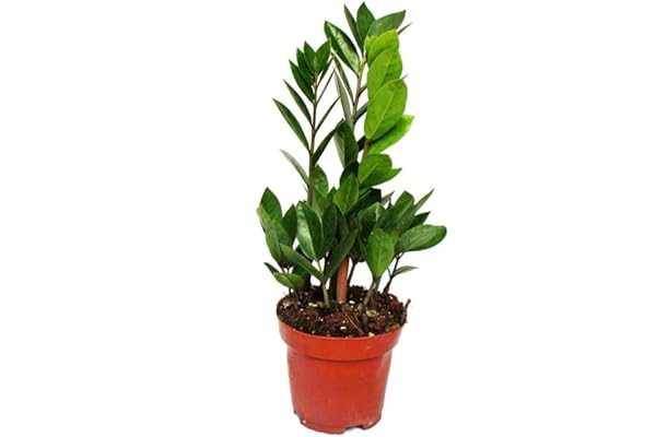 Exotenherz - Palmier Zamio - Zamioculcas zamiifolia - 1 plante - Facile d'entretien - Purifiant l'air - Pot de 12 cm