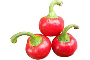SAMENCHILISHOP (IMMER NUR EINMAL VERSAND) 50 Samen Cherry Bomb -Rote riesen Kirschchili ***Enormer Ertrag***