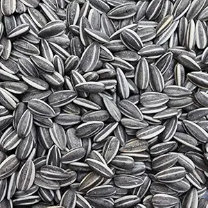 Sage Square Sunflower Seeds Birds Food for Grey Parrot, Indian Parrots, Macaw, Cockatoo and Exotic Birds and Other Small & Big Pet Birds (1Kg)