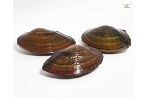 NatureHolic - Conchiglie per laghetto, ideali per il laghetto da giardino, conchiglia domestica, interessante biologia riproduttiva, molto grande, 3 pezzi