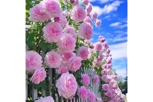 GENERISCH 1000 semillas de flores de rosas de vid para plantar exteriores, cercas de jardín, pérgolas y enrejados, vid floreciente larga (1000, rosa)