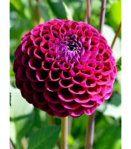 PERENNIAL PLANTS, DAFFODIL BULBS - HOSTA, CORAL BELLS, PURPLE IRIS