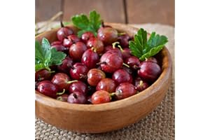 THOMPSON & MORGAN Gooseberry 'Hinnonmaki Red' Ribes uva-crispa Hardy Fruit Shrub Garden Plants Easy to Grow Your Own Fruit Plant at Home 1 x 9cm Pot by Thompson and Morgan