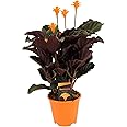 Plant in a Box - Calathea Crocata - Vaso 14cm - Altezza 40-50cm - Pianta d'appartamento che purifica l'aria - Belle foglie