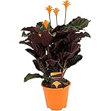 Plant in a Box - Calathea Crocata - Vaso 14cm - Altezza 40-50cm - Pianta d'appartamento che purifica l'aria - Belle foglie