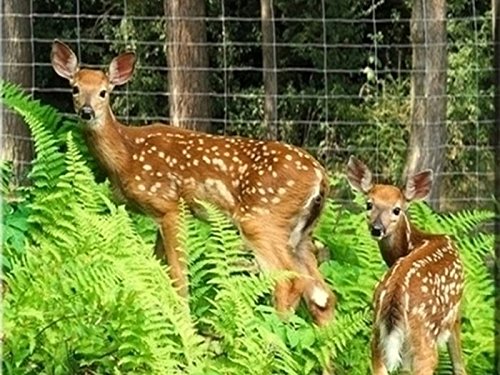 Wildzaun Forstzaun Drahtzaun Weidezaun Knotengeflecht Zaun 15 Größen (Wildzaun 100/08/15) - 7