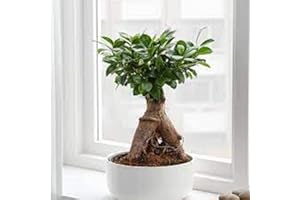PLANTSHACK Ficus Microcarpa 'Ginseng' | Chinese Elm Bonsai Tree | Tropical Indoor Plant | Height 40-45cm | Pot Ã˜ 17cm