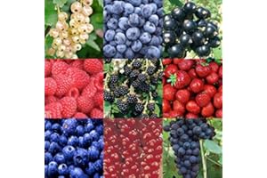 CARBETH PLANTS 5 x Fruit Mix Collection Inc Fruits Like Currants - Grapes - Raspberries - Strawberries - Blueberries - Gooseberries