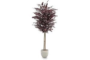 Maia Shop Eucalipto Preservado - Eucalipto Natural, Árbol Eucalipto Preservado Budeos 180 cm con Hojas Secas, Decoración Hogar, Plantas Naturales Interior