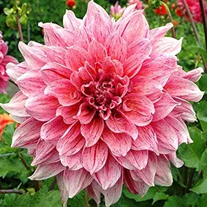 FERNSFLY Flower Bulbs IMP. Dahlia | Dhalia | Dahalia Perennial Flower Bulbs Excellent Quality Attractive Aromatic Flower Home Outdoor Gardening Flowering Bulbs (Pack Of 5 The Striped Emory Paul)