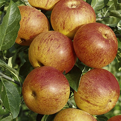 Apfel Cox Orange, Busch, 1 Pflanze - 3