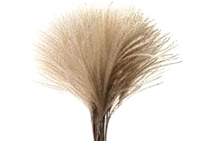 SONGJUM 40Pezzi Fiore Essiccato Fiore Di Canna Erba Secca Naturale Decorazione Di Fragmiti Secchi Naturali per Decorazione Della Casa Bouquet Matrimonio Decor Utilizzato In Soggiorno Sala Da Pranzo Decor