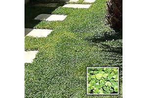 FLORIANA-BULBOSE Semi di DICONDRA - Semi da prato DICHONDRA REPENS - Semi di prato che non si taglia mai - 100 grammi di SEMENTI