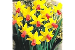 GARDENERSDREAM Narcisse Narcissus Jetfire Jonquille naine de rocaille Plante à bulbe de floraison printanière