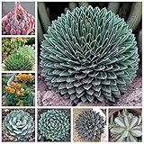 Cantidad : 100 uds DaDago 100Pcs / Pack Aloe Cacti Agave Seeds Plantas Suculentas Raras Plantas De Interior Agave-Americana Plantas De Agave En Maceta para El Jardín De Su Casa